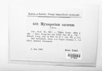 Phomopsis carnea image